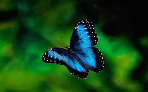 🔥 [50+] Free Live Wallpapers Magic Butterfly | WallpaperSafari