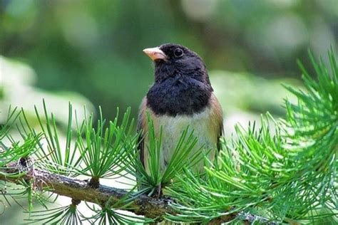 Dark-eyed Junco Bird Identification, Habits, Facts, Nesting - Bird Informer