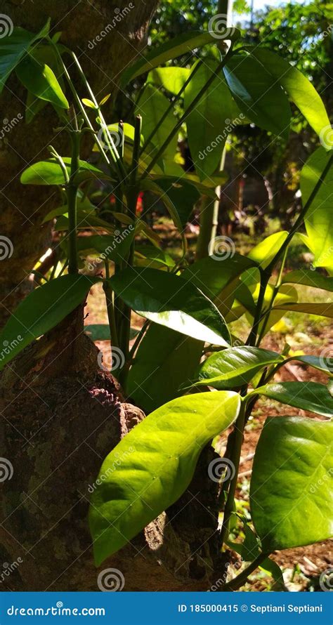 Young leaves gnetum gnemon stock image. Image of produce - 185000415