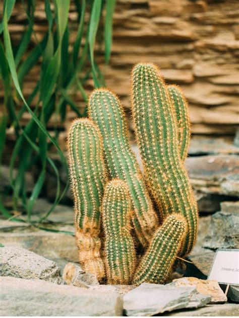 What Is A Peanut Cactus – How To Grow Chamaecereus Cactus Plants