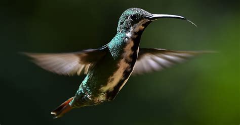 Hummingbirds Use Beaks to Stab Each Other in Throats, Study Shows | TIME