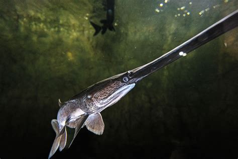 The Primordial Paddlefish Is Being Reintroduced to Texas Lakes