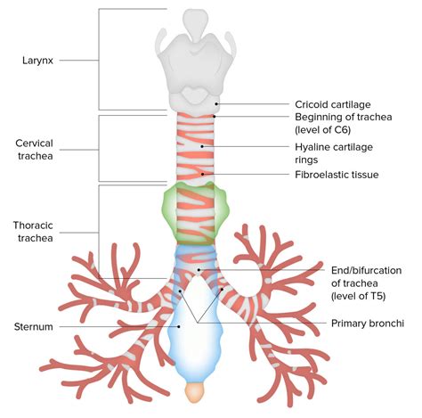 Trachea: Anatomy | Concise Medical Knowledge