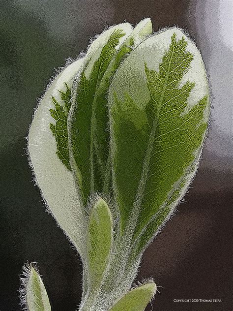 Macro Flower Photo Art - Small Sensor Photography by Thomas Stirr