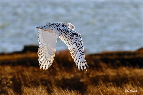 Snowy Owl | I always marvel at the wingspan of these gorgeou… | Flickr