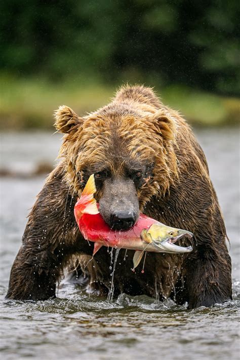 Brown Bear Fishing Photography Expedition — KAR Safaris