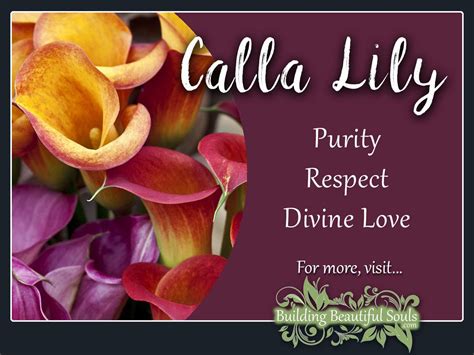 Calla Lily Meaning & Symbolism | Flower Meanings