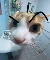 cat eyebrow raise Blank Template - Imgflip