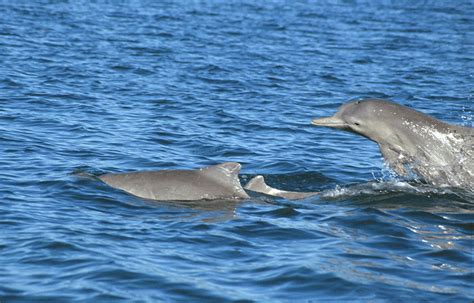 Australian Humpback Dolphin – Discovery of Sound in the Sea