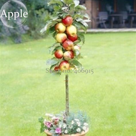 US$ 0.65 - Bonsai Apple Tree Seeds Garden Yard Outdoor Living Fruit ...