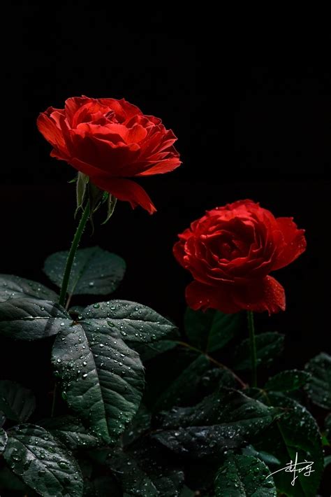 βℓαᏣƙ Ɓαcкgяσυη∂ | Red roses wallpaper