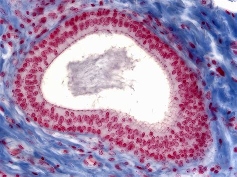 Stratified Cuboidal Epithelium Histology | Porn Sex Picture