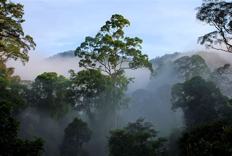 Danum Valley - Small Group Tours to Borneo