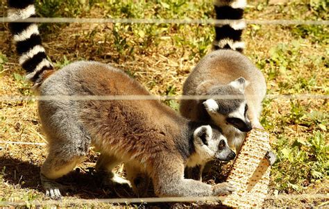 Israel zoo feeds animals matzo for Passover - Global Times