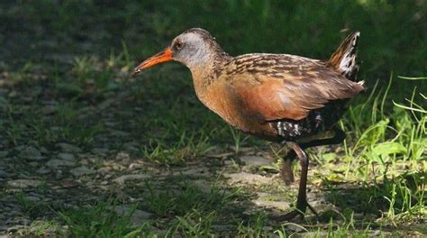 Aprende Todo Sobre Rallidae, Una Familia De Aves Aprende Todo Sobre Rallidae, Una Familia De Aves