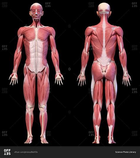 Human anatomy 3d illustration, male muscular system full body, front and back views on black ...