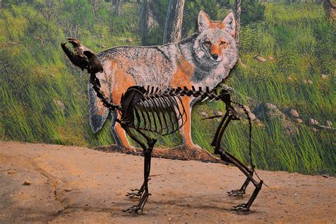 Dire wolf skeleton | The extinct Dire wolf (Canis dirus) is … | Flickr