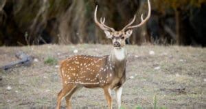 Types of Deer: A Deer Species List from Around the World | World Deer