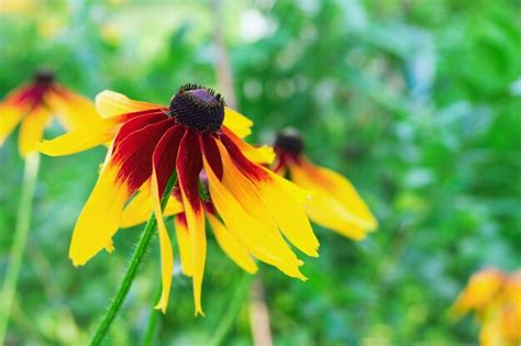 Premium Photo | Rudbeckia flower in garden