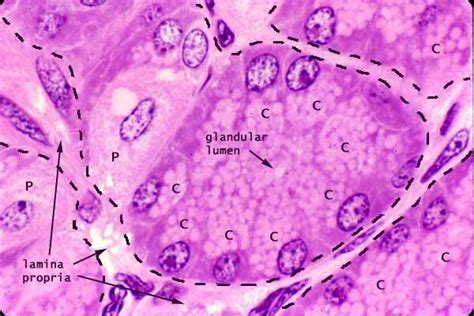 Gastric Glands Histology