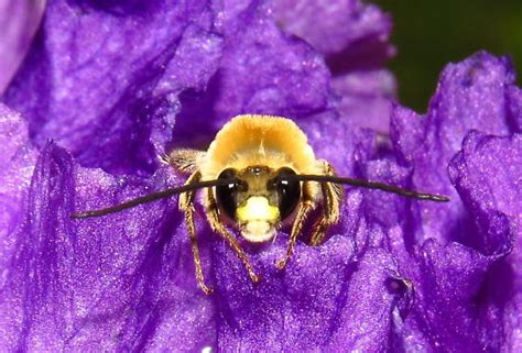 Bee - Eucera - BugGuide.Net