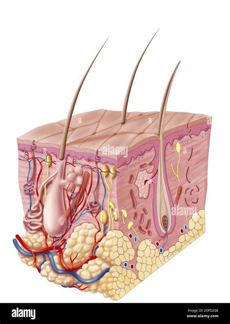 Organs Of The Integumentary System