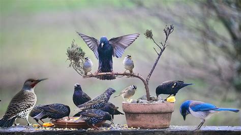 TV for Cats 📺 - These Birds Are So Fun To Watch - YouTube