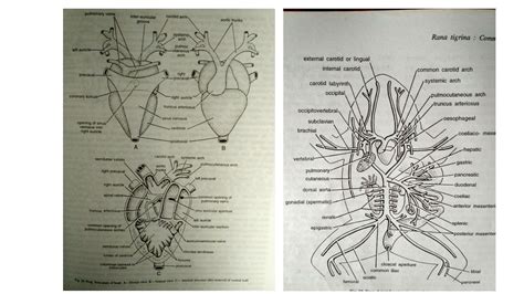 Frog Heart Diagram Back View