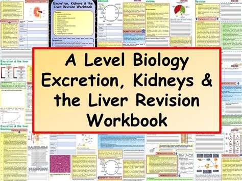 OCR / AQA A Level Biology Excretion, Kidneys & the Liver Revision Workbook | Teaching Resources