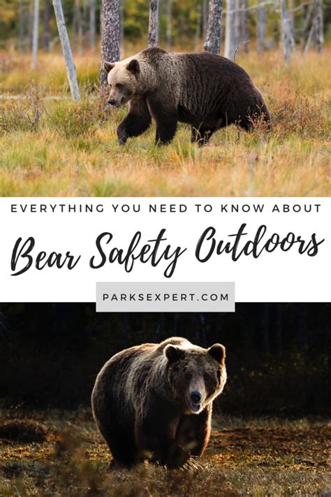 Bear Safety: Everything You Need to Know » The Parks Expert