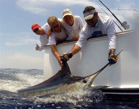 Blue Marlin Conservation Record 2019 | The Billfish Foundation - The Billfish Foundation