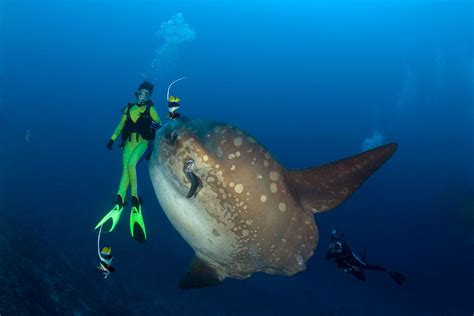 Ocean Sunfish Facts