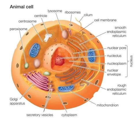 Animal Cell | by Biology Experts Notes | Medium