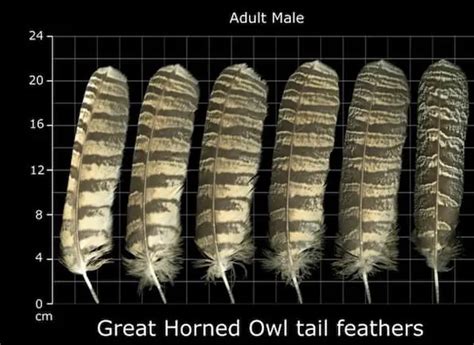 Great Horned Owl Feathers (I.D. & Facts) - Bird Feeder Hub