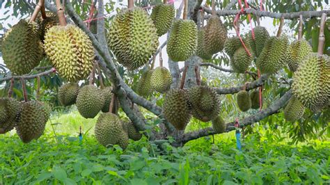 How to Grow Durian Tree After Grafted - Durian Tree Cultivation ...