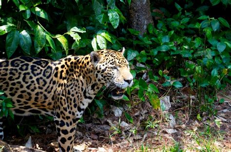 Farmers and Conservation Organizations Unite to Create Jaguar-Friendly ...