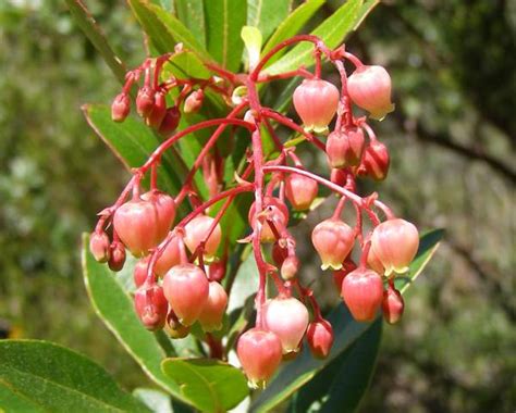 Arbutus unedo, the Strawberry Tree: identification, distribution, habitat