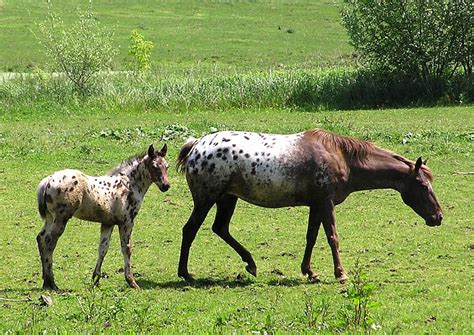 SFF Horse Breeds: The Appaloosa | Tor.com