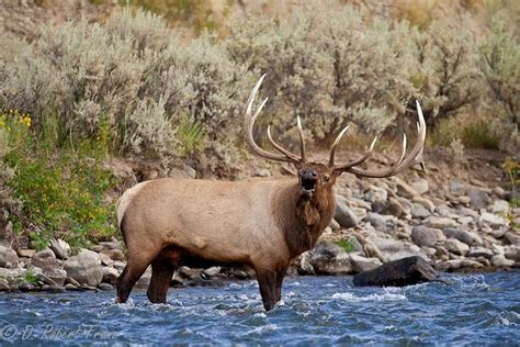 American elk | Elk | Pinterest