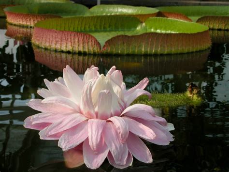 Victoria amazonica - Amazon Water Lily | World of Flowering Plants