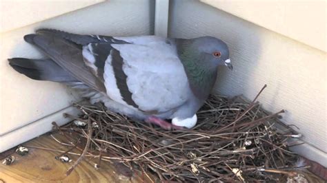 Aww, so cute! | Pigeon Lays on Egg Nest and Yawns [High Definition] | Birds nest image, Pigeon ...