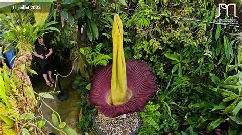 Floraison de l'Amorphophallus titanum (corpse flower, titan arum) - Time-lapse - YouTube