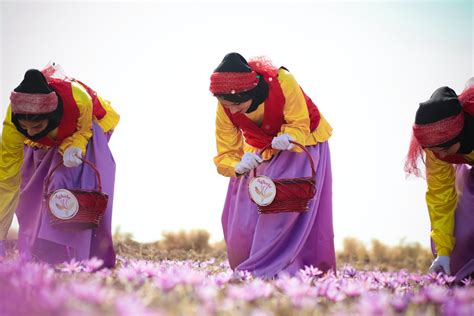 Introduction to saffron cultivation - Horti Generation