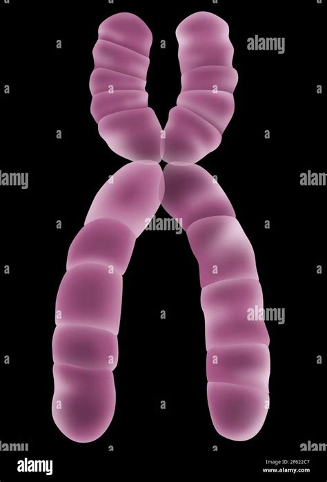 X Chromosome, Illustration Stock Photo - Alamy