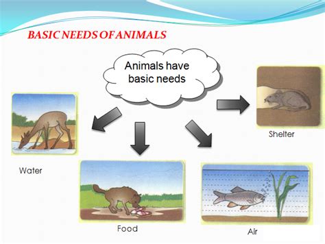 Welcome to Miss Ng Science's World: Basic Needs of Animals