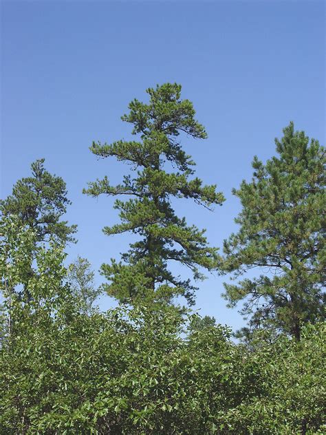 Pinus rigida (pitch pine): Go Botany