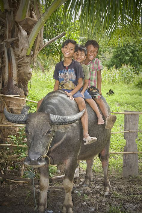 Why Water Buffalo? | Heifer International