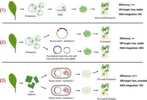 Frontiers | A comparison of three different delivery methods for achieving CRISPR/Cas9 mediated ...