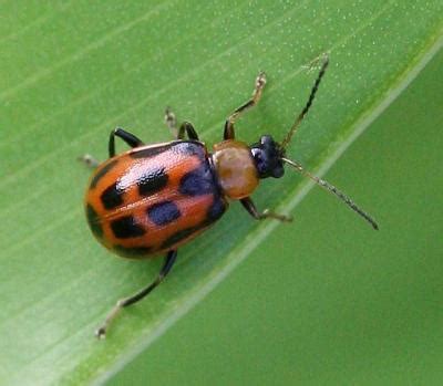 Bean Leaf Beetle Activity Noted in 2016 | Integrated Crop Management