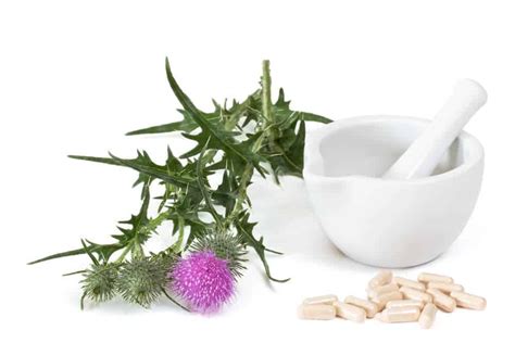 Milk Thistle Dosage | How Much Milk Thistle Should You Take? I LiverSupport.com